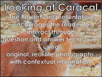Preview of AFRICAN ANIMALS: Caracal - PowerPoint Presentation