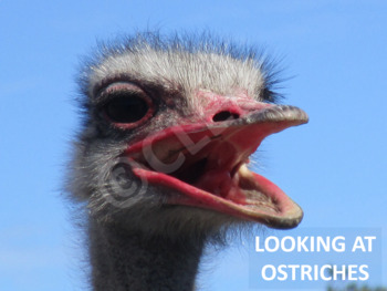 Preview of AFRICAN ANIMALS: Ostrich - PowerPoint presentation