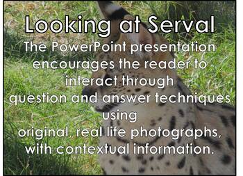 Preview of AFRICAN ANIMALS: Serval - PowerPoint presentation