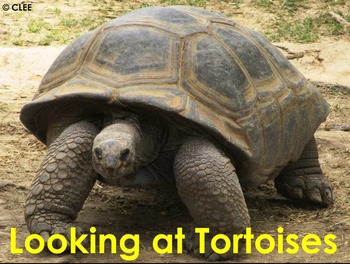 Preview of AFRICAN ANIMALS: Tortoise - PDF Presentation