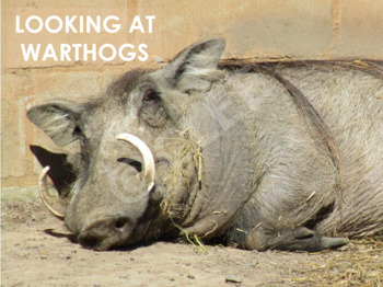 Preview of AFRICAN ANIMALS: Warthog - PowerPoint presentation
