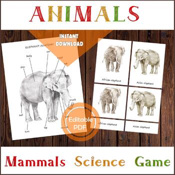 AFRICAN & ASIAN ELEPHANT Anatomy, diagram and facts posters, Difference