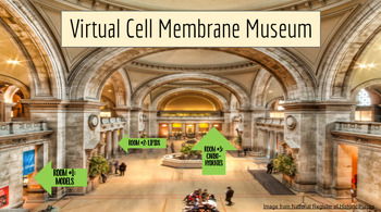 Preview of AICE Biology- Objective 4 Virtual Membrane Museum