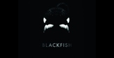 AICE Global Perspectives- "Blackfish" Film Study