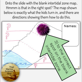 intertidal zone map