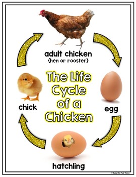 chicken life cycle worksheets books crafty and activities tpt