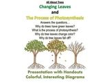 ALL ABOUT TREES -  Changing Leaves and Photosynthesis Pres