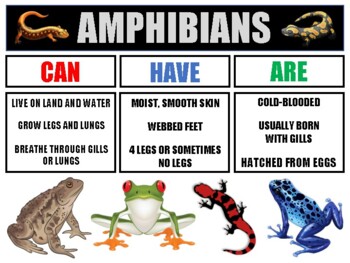 Preview of AMPHIBIANS Anchor Chart