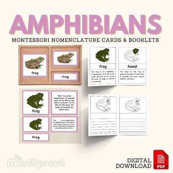 Preview of AMPHIBIANS Zoology Unit Study Parts Frog Montessori Nomenclature Cards Booklets