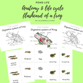 ANATOMY & LIFE CYCLE OF FROG - by colorfullllstudy