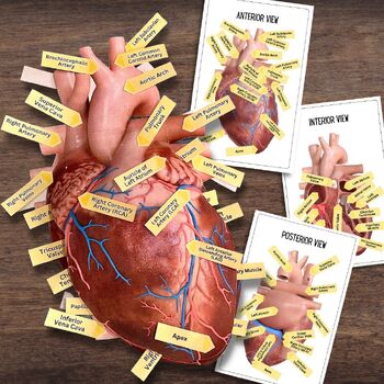 Preview of Anatomy HUMAN HEART - Anatomically Correct 2D Dissection Labeling Activity
