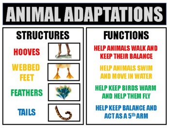 Preview of ANIMAL ADAPTATIONS Research Project Bundle