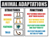 ANIMAL ADAPTATIONS Research Project Bundle