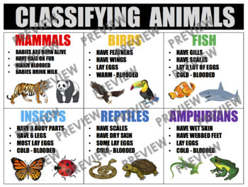 Preview of CLASSIFYING ANIMALS Anchor Chart Bundle