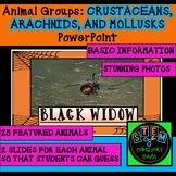 ANIMAL GROUPS-CRUSTACEANS, ARACHNIDS, MOLLUSKS POWERPOINT 