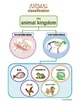 ANIMAL Kingdom Classification by Cookiedough | Teachers Pay Teachers