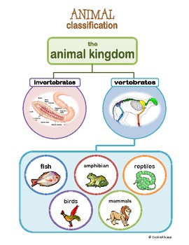ANIMAL Kingdom Classification by Cookiedough | TPT