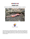ANNELID RESOURCE FILE   - Images and References