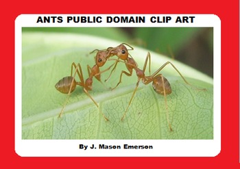 Preview of ANTS PUBLIC DOMAIN CLIP ART (66 images)