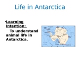 Animal Life in Antarctica