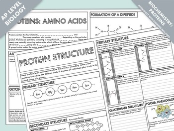 Preview of AP Biology: Amino Acids & Protein Structure Summary Worksheets