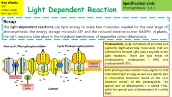 light reaction of photosynthesis biology