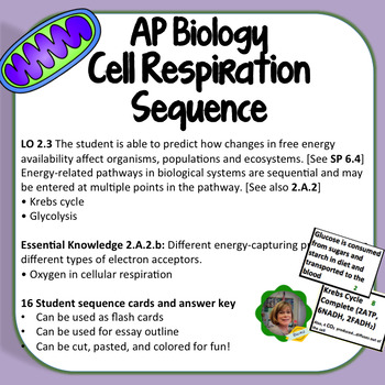 cellular respiration essay