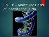 AP® Biology Chapter 16: Molecular Basis of Inheritance PowerPoint