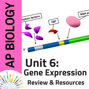 Preview of AP Biology Complete Review & Resources for Unit 6: Gene Expression & Regulation