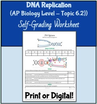 Preview of AP Biology DNA Replication Self-Grading Worksheet (Digital or print!)