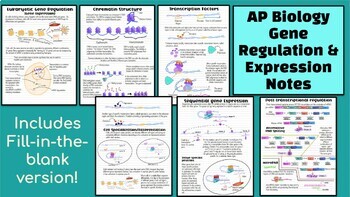 Regulating Gene Expression Teaching Resources | TPT