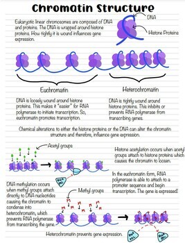 AP Biology Eukaryotic Gene Regulation & Gene Expression Notes | TPT