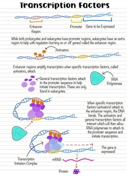 AP Biology Eukaryotic Gene Regulation & Gene Expression Notes | TPT