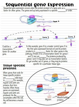 Eukaryotic Gene Regulation