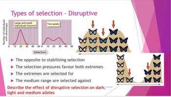 Preview of AP Biology Unit 7. Natural Selection and Evolution. 1st year teacher toolkit