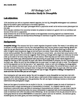 fruit fly genetics lab report