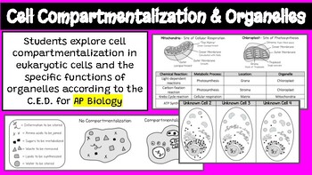 Preview of AP Biology Organelles & Cell Compartmentalization