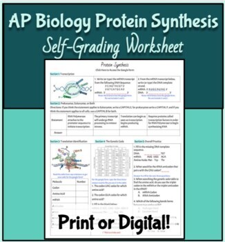 Preview of AP Biology Protein Synthesis Self-Grading Worksheet. Print or Digital!