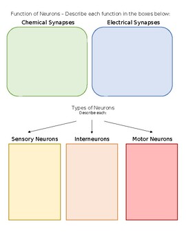 Preview of AP PSYCHOLOGY TOPIC 2.3 Overview of the Nervous System and the Neuron