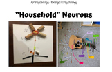 AP Psychology - Household Neuron