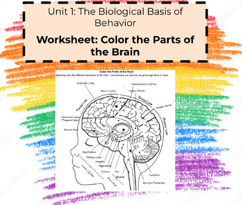 AP Psychology Parts of the Brain WS by The BioBasement | TPT