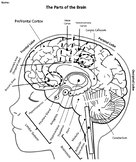 AP Psychology Parts of the Brain WS