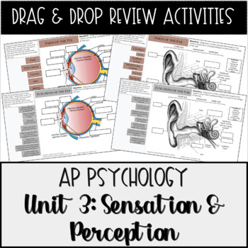 Preview of AP Psychology Unit 3 Sensation & Perception Drag & Drop Review Activities