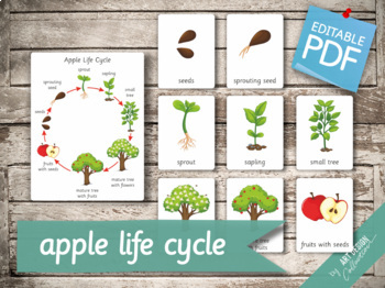 Preview of APPLE LIFE CYCLE • 10 Editable Montessori 3-part Cards • Flash Cards