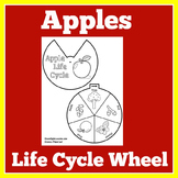 APPLE LIFE CYCLE | Worksheet Craft Activity Kindergarten 1