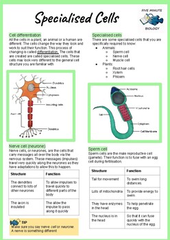 Preview of AQA GCSE Biology Specialised Cells Revision Sheet