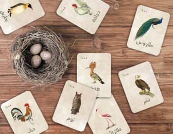 Preview of ARABIC Bird Bundle/Unit Study, Bird Anatomy Poster, Memory Game, Riddles