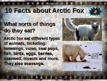 facts about arctic foxes for kids Arctic foxes