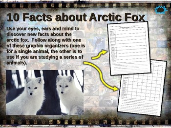 ARCTIC FOX: 10 facts. Fun, engaging PPT (w links & free graphic organizer)