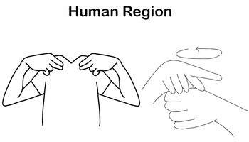 Preview of ASL Vocab - Human Region